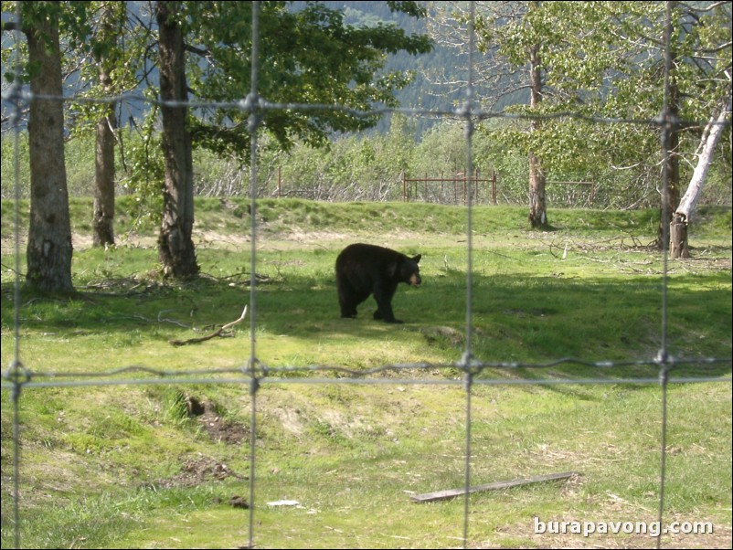 Black grizzly bear at a wildlife refuge between Anchorage and Seward.