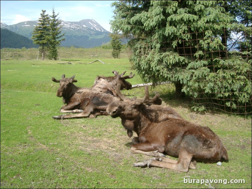 Moose at a wildlife refuge between Anchorage and Seward.