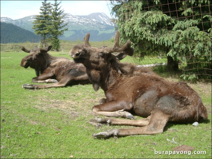 Moose at a wildlife refuge between Anchorage and Seward.