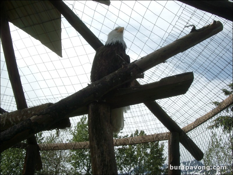 Bald eagle at a wildlife refuge between Anchorage and Seward.