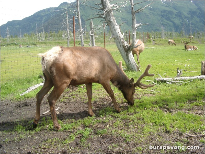 Deer at a wildlife refuge between Anchorage and Seward.