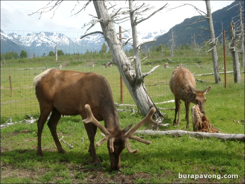 Deer at a wildlife refuge between Anchorage and Seward.