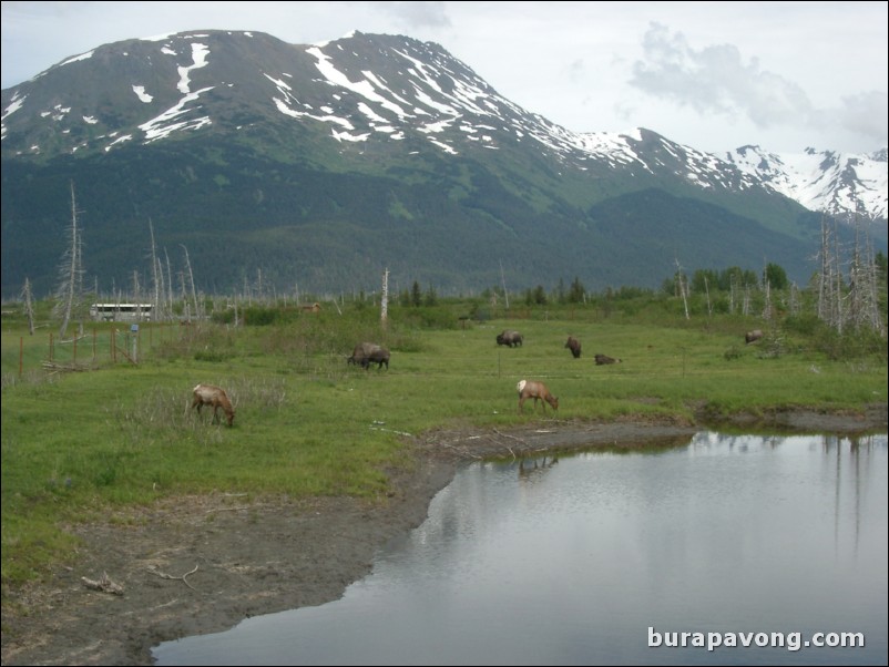 Wildlife refuge between Anchorage and Seward.