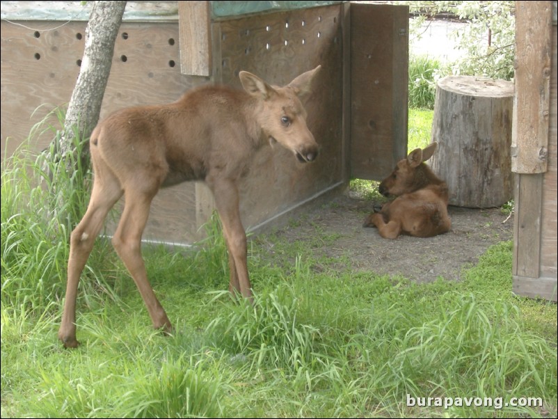 Baby moose at a wildlife refuge between Anchorage and Seward.