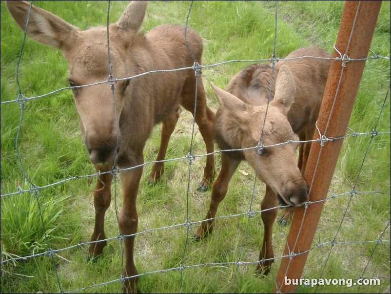 Baby moose at a wildlife refuge between Anchorage and Seward.