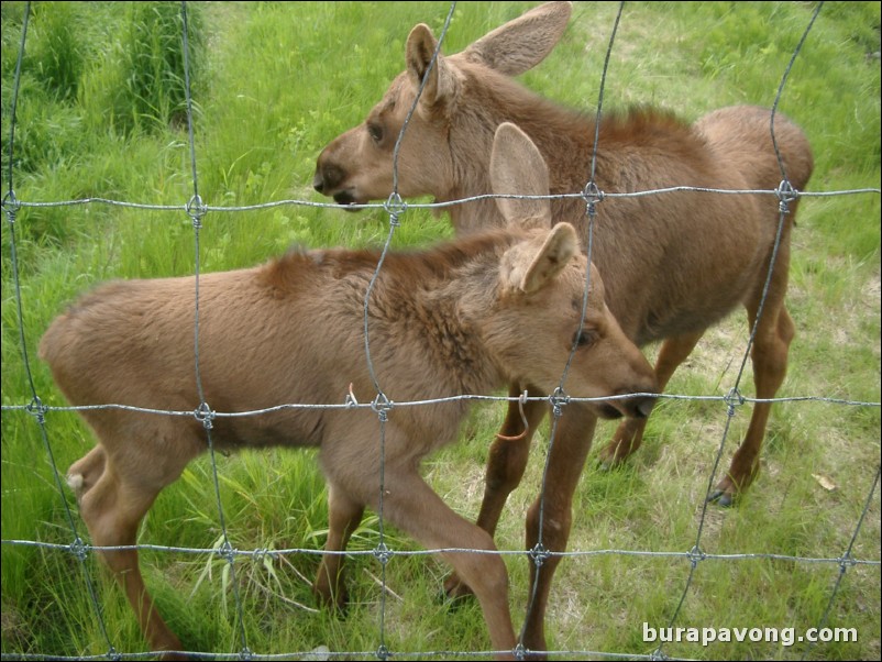 Baby moose at a wildlife refuge between Anchorage and Seward.