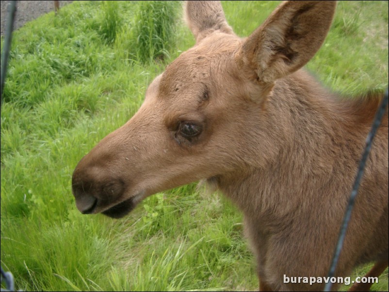 Baby moose at a wildlife refuge between Anchorage and Seward.