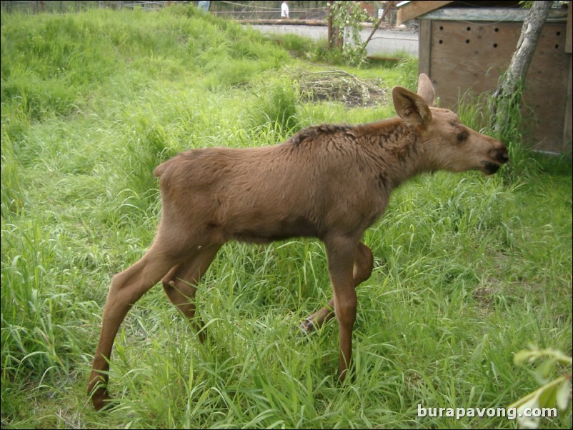 Baby moose at a wildlife refuge between Anchorage and Seward.