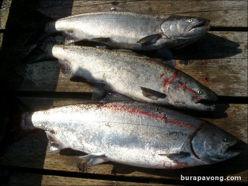 The King Salmon our boat caught that afternoon in Ketchikan. Two 15 pounders and a 25 pounder.