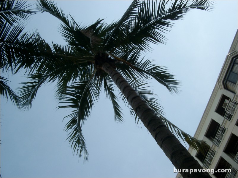 A palm tree from below.