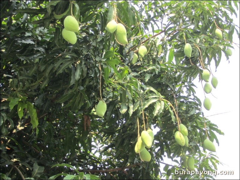 Mango tree.