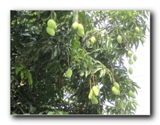 Mango tree.