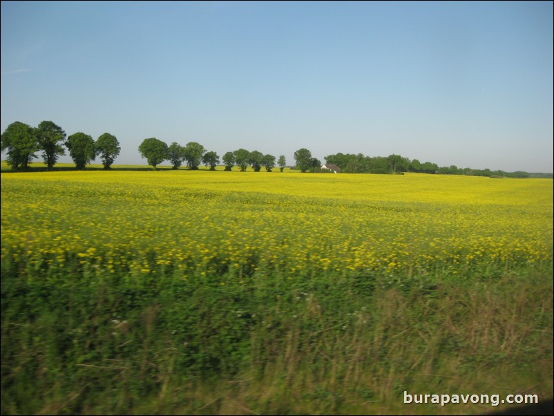 Mecklenburg countryside. Rape. Yes, that's really what it's called.