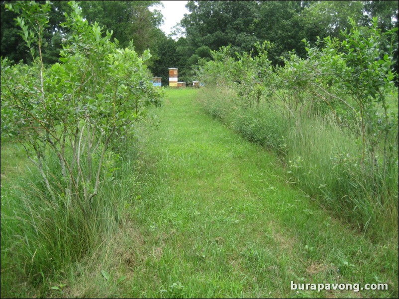 Blueberry and bee farm. North Stonington, Connecticut.