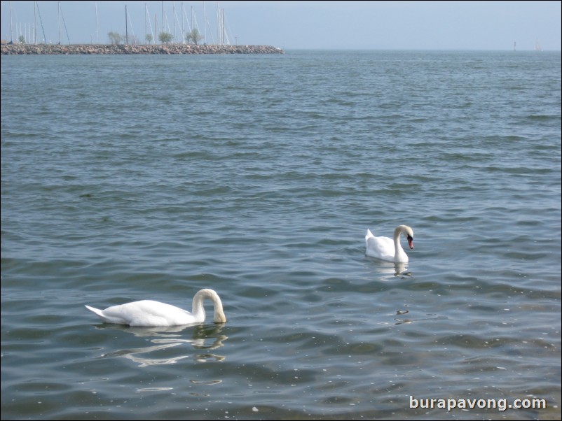 Swans in the Gulf of Finland.