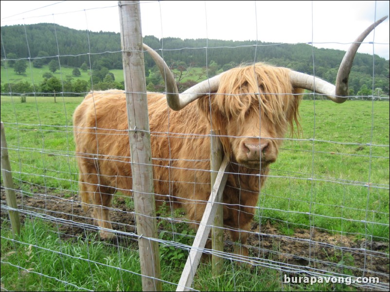 Hamish the Highland Cow.  The most photographed cow in Scotland (you see him on all the postcards).