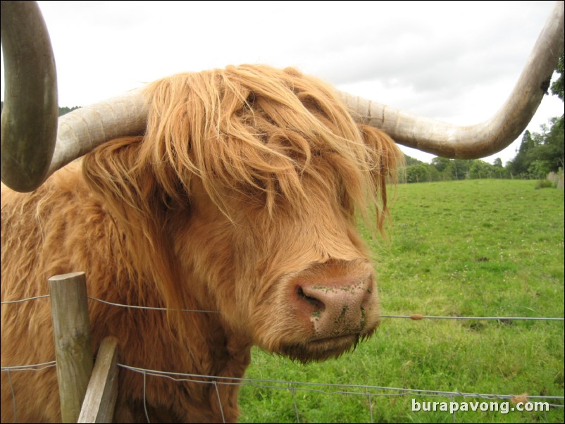 Hamish the Highland Cow.  The most photographed cow in Scotland (you see him on all the postcards).