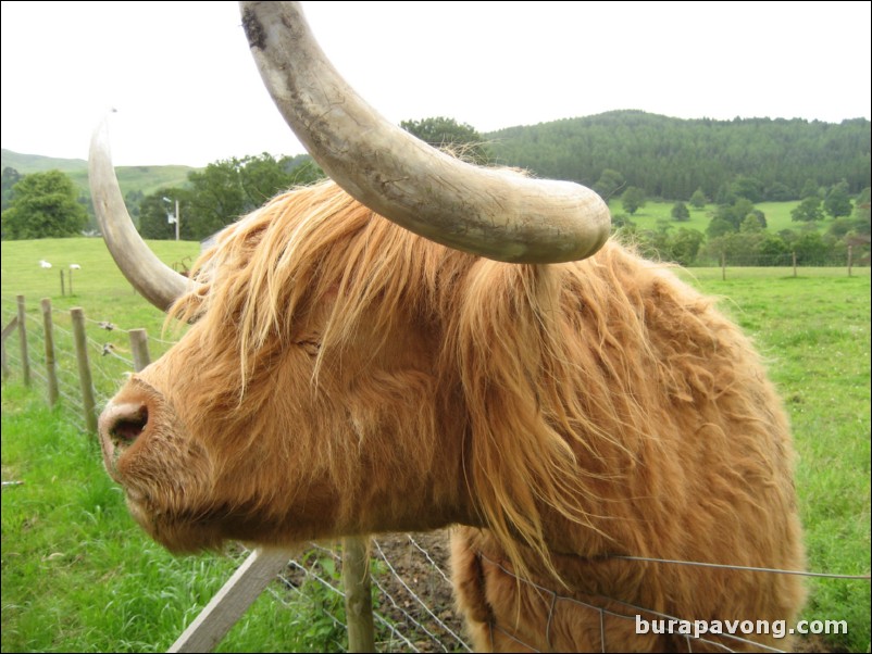 Hamish the Highland Cow.  The most photographed cow in Scotland (you see him on all the postcards).