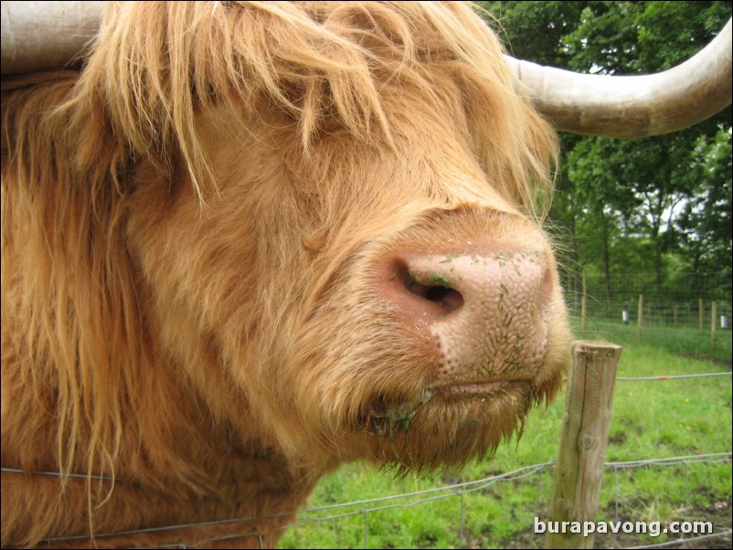 Hamish the Highland Cow.  The most photographed cow in Scotland (you see him on all the postcards).