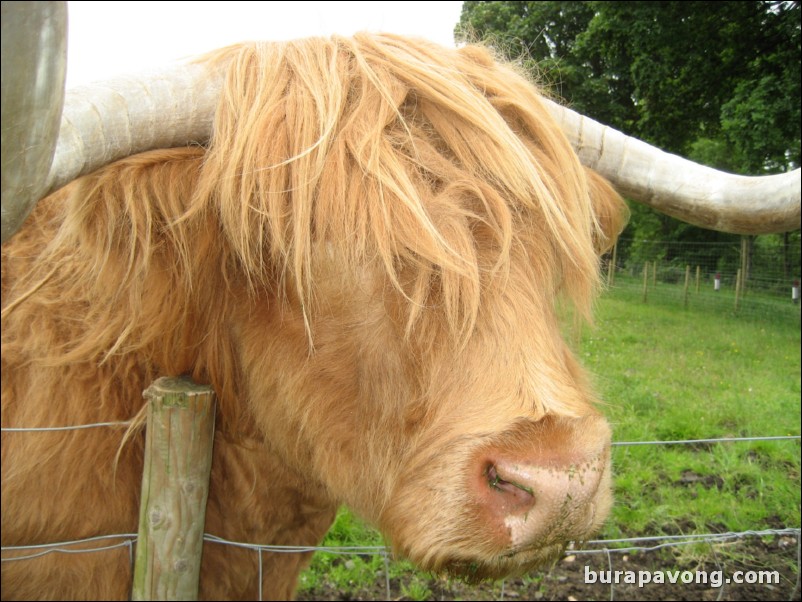 Hamish the Highland Cow.  The most photographed cow in Scotland (you see him on all the postcards).