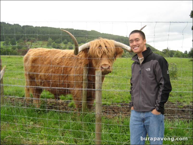 Hamish the Highland Cow.  The most photographed cow in Scotland (you see him on all the postcards).