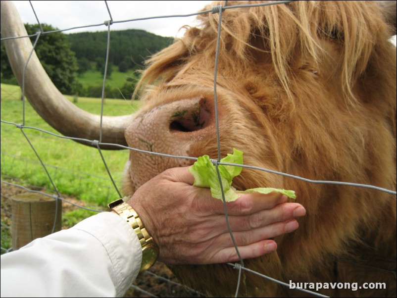 Hamish the Highland Cow.  The most photographed cow in Scotland (you see him on all the postcards).