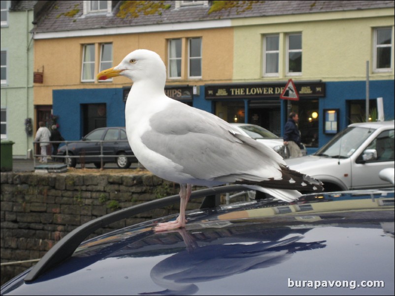 Portree harbour.