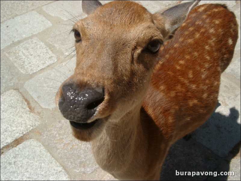 Close-up of a deer, Nara Park.