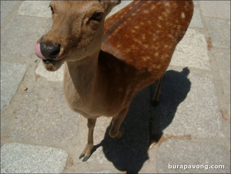 This deer is licking its chops.
