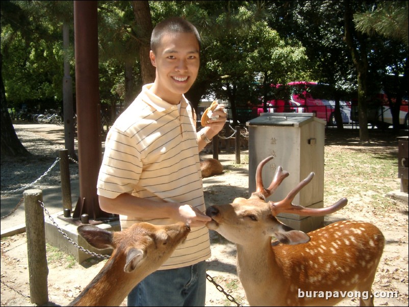 Feeding deer at Nara Park.