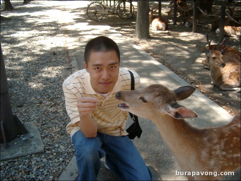 Feeding a young deer at Nara Park.