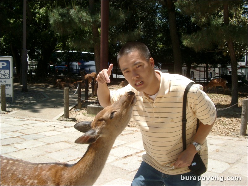 Feeding a deer with my mouth, Nara Park.