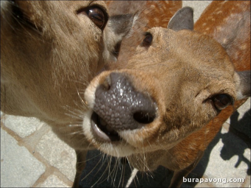 More deer. Extreme close-up!