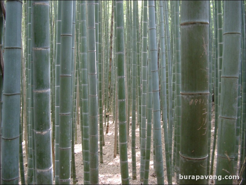 Bamboo forest, Arashiyama.