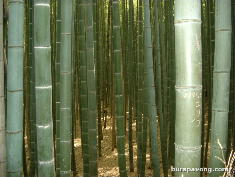 Bamboo forest, Arashiyama.