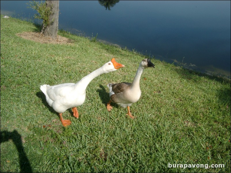 Doral Golf Resort and Spa - Silver Course.