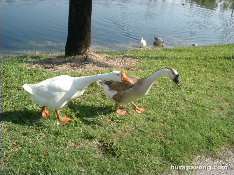 Doral Golf Resort and Spa - Silver Course.