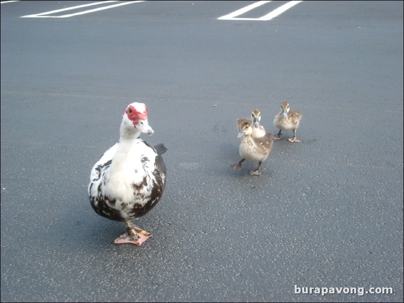 Ducks in the parking lot.
