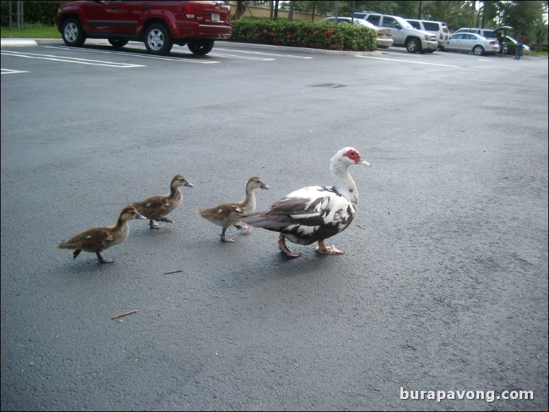 Ducks in the parking lot.