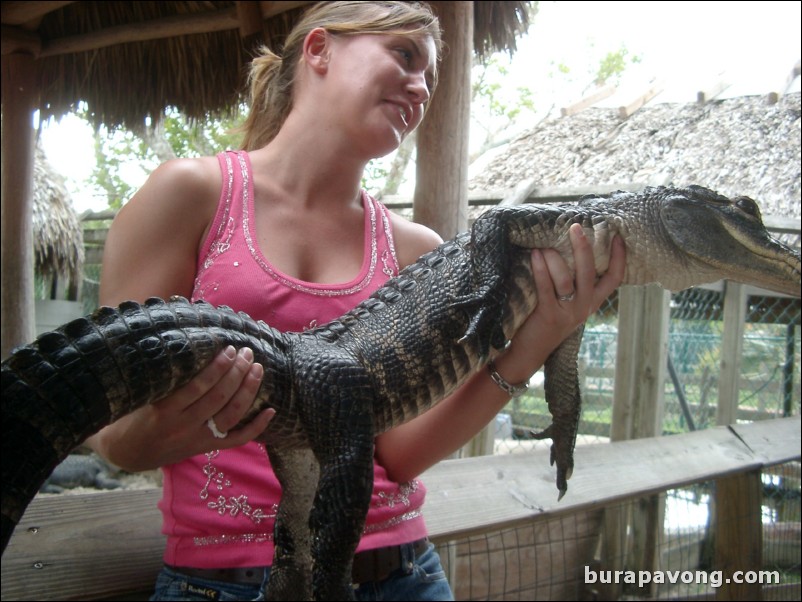 Young gator.