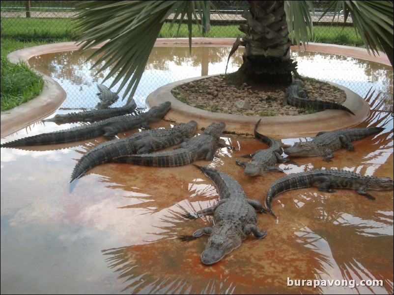 Alligators.