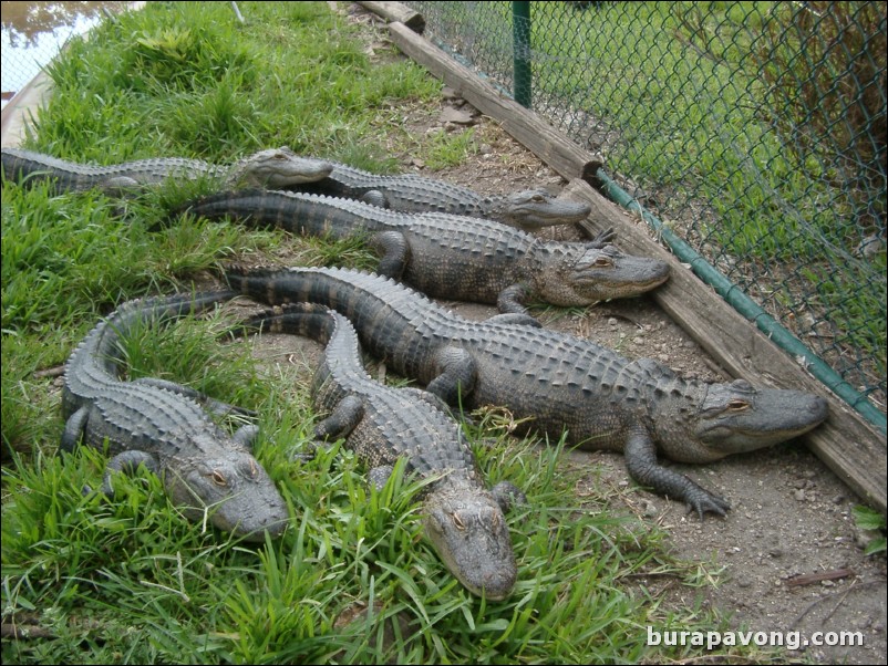 Alligators.