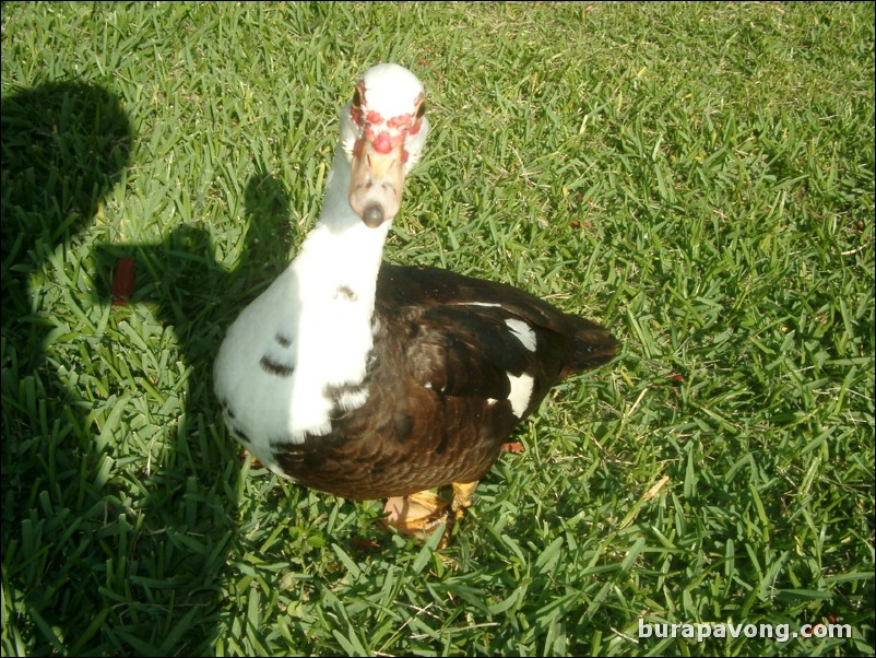 Curious duck.