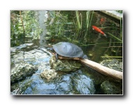 [Click to enlarge image]