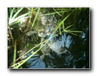 [Click to enlarge image]