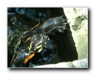 [Click to enlarge image]