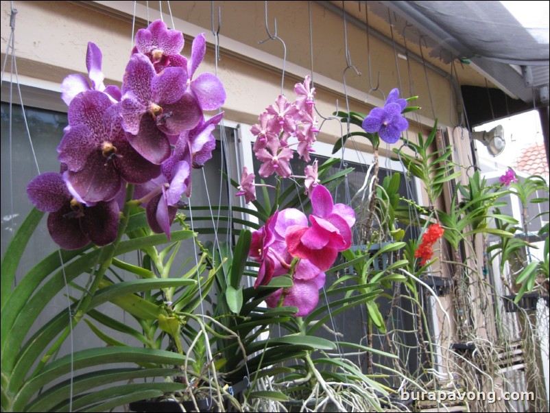 Orchids in Pembroke Pines.