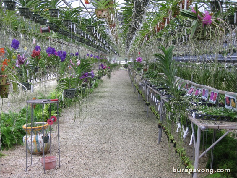 R.F. Orchids in Homestead.