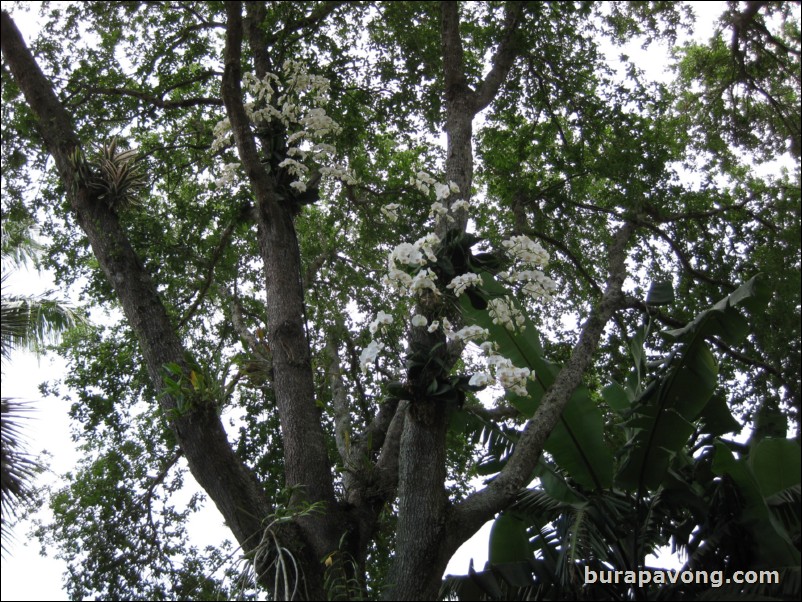 R.F. Orchids in Homestead.