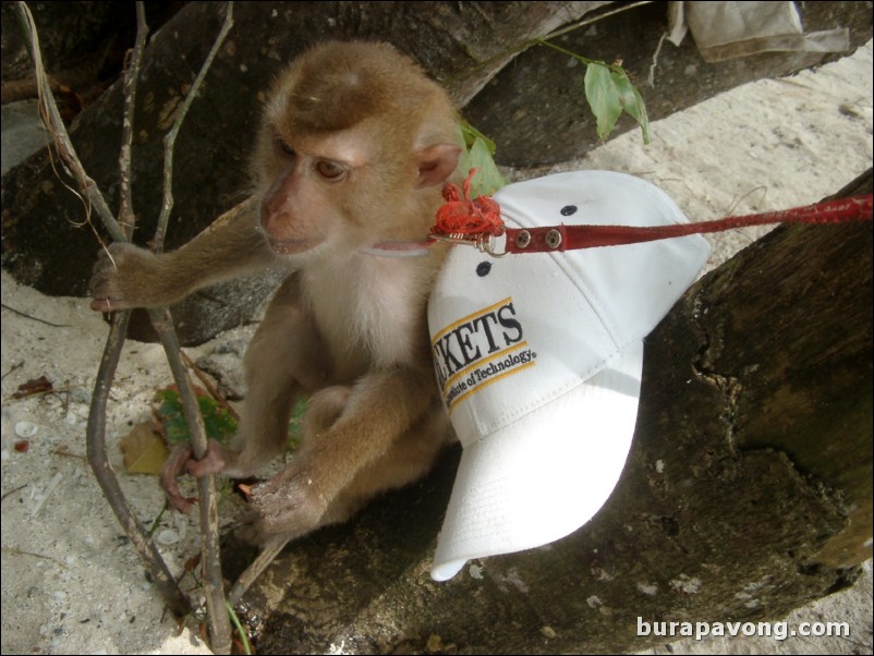 Messing around with a monkey on Phi Phi Island.